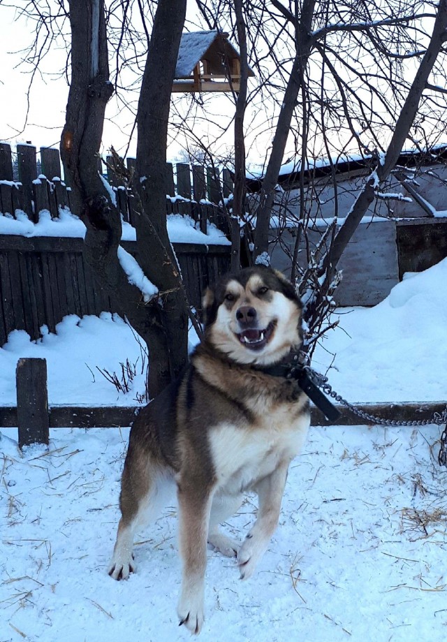 Зверушки
