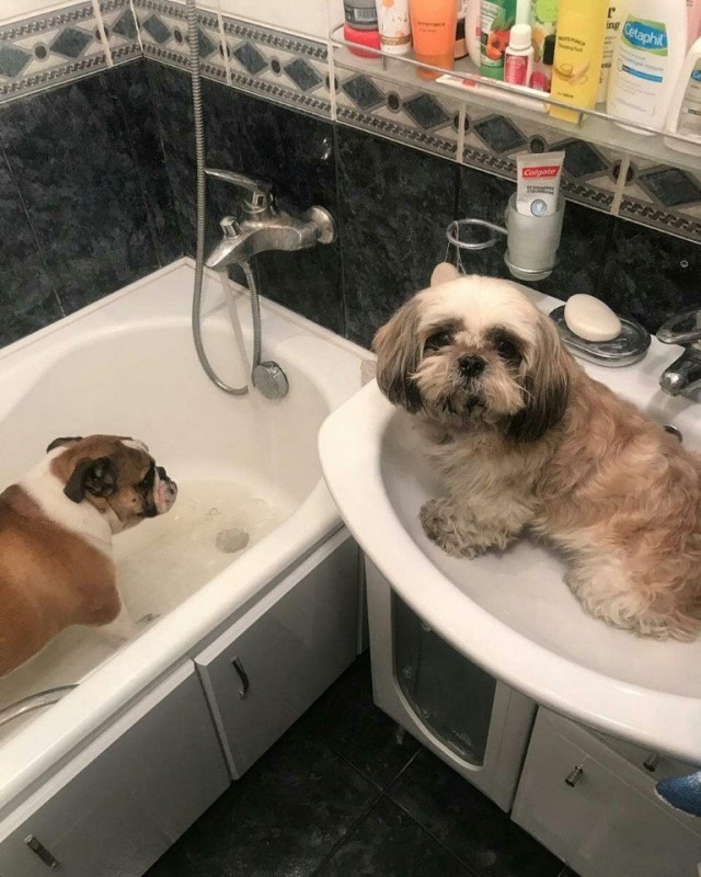 Эти забавные животные