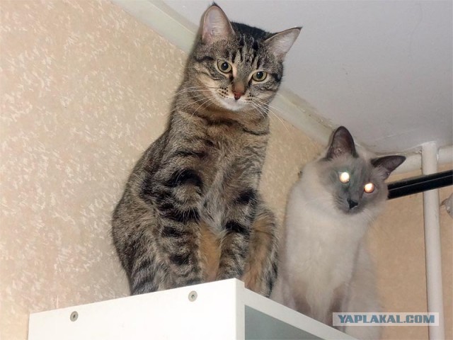 Помогите определить породу кота