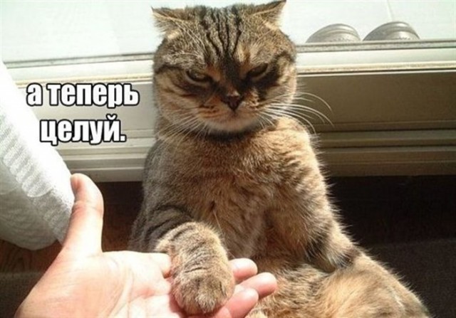 Котовторник?! Коты во вторник!