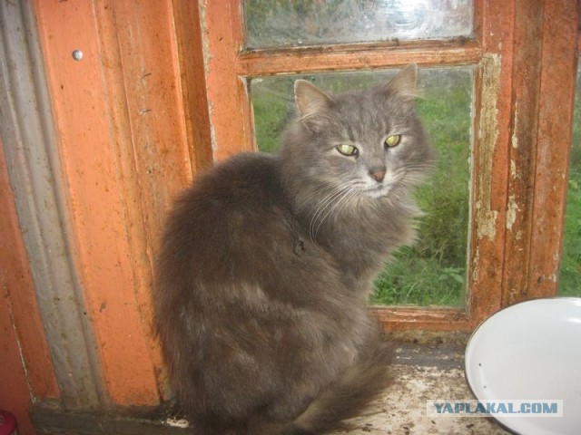 Жизнь домашнего приюта для котеек 314