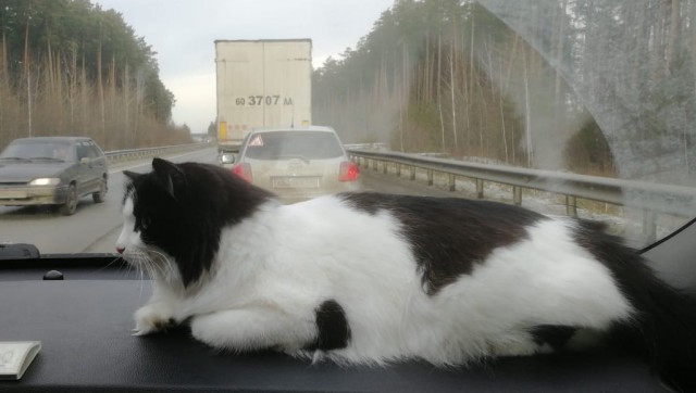 Котовторник 17.11.20
