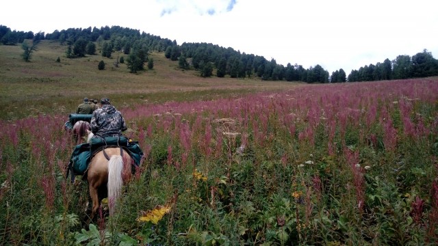 На конягах по Алтаю