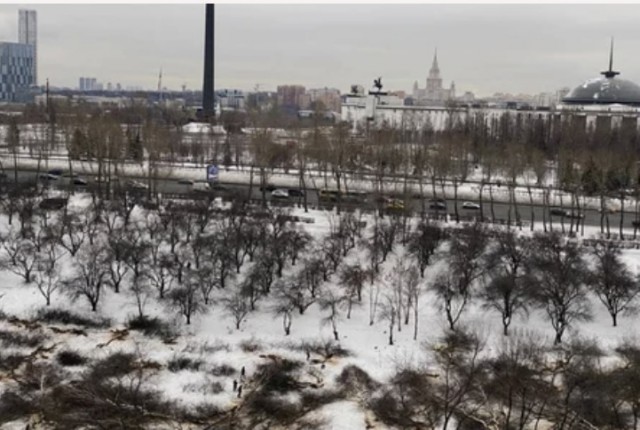 В Москве вырубают яблоневый сад, высаженный в память о войне