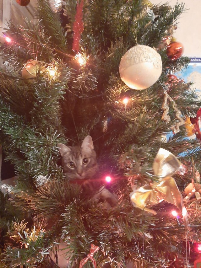 Новогодние котики!