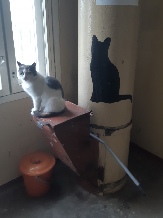 Котовторник (свои добавляем)