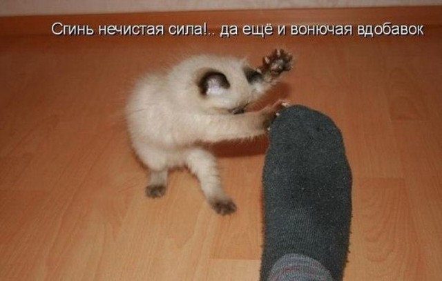 Злые котики - к последнему летнему котовторнику