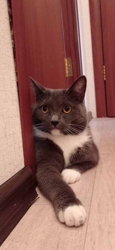 Котовторник 14.09.2021