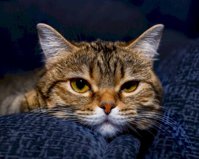 К котовторнику
