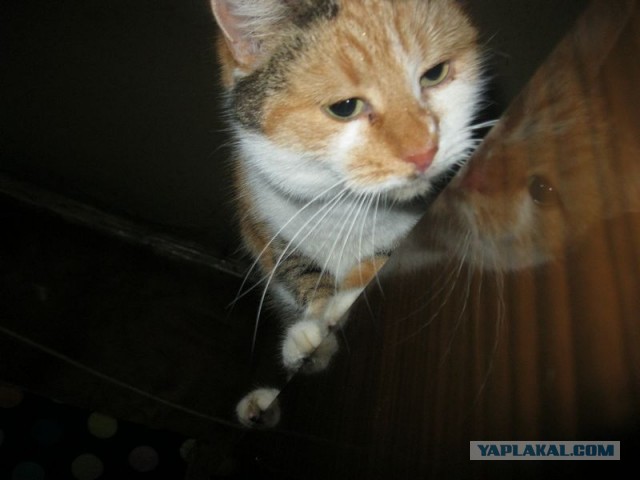 Жизнь домашнего приюта для котеек 371