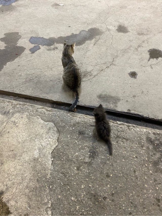 Котовторник так котовторник