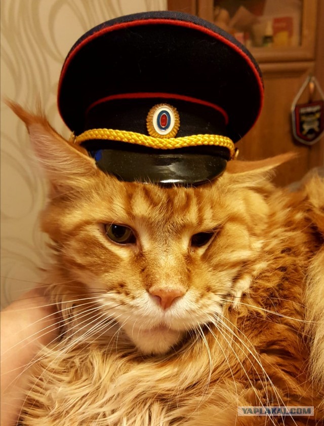 Милота котовторника