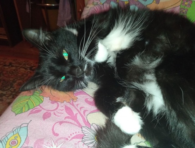 Котовторник - по расписанию!