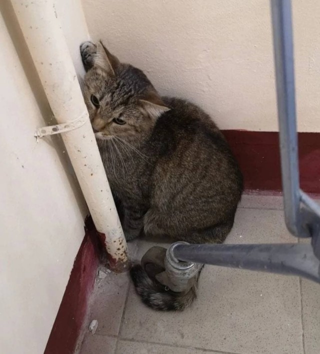 Под Одинцово жители многоэтажки нашли в подъезде переноску с котиком и записку