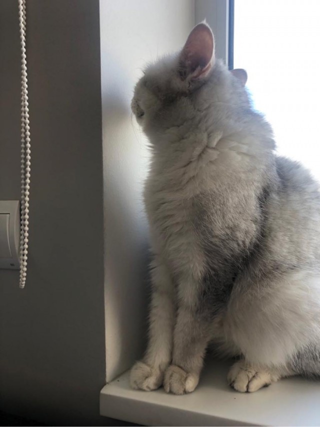 А что это мы котовторник не начинаем? Время пришло!