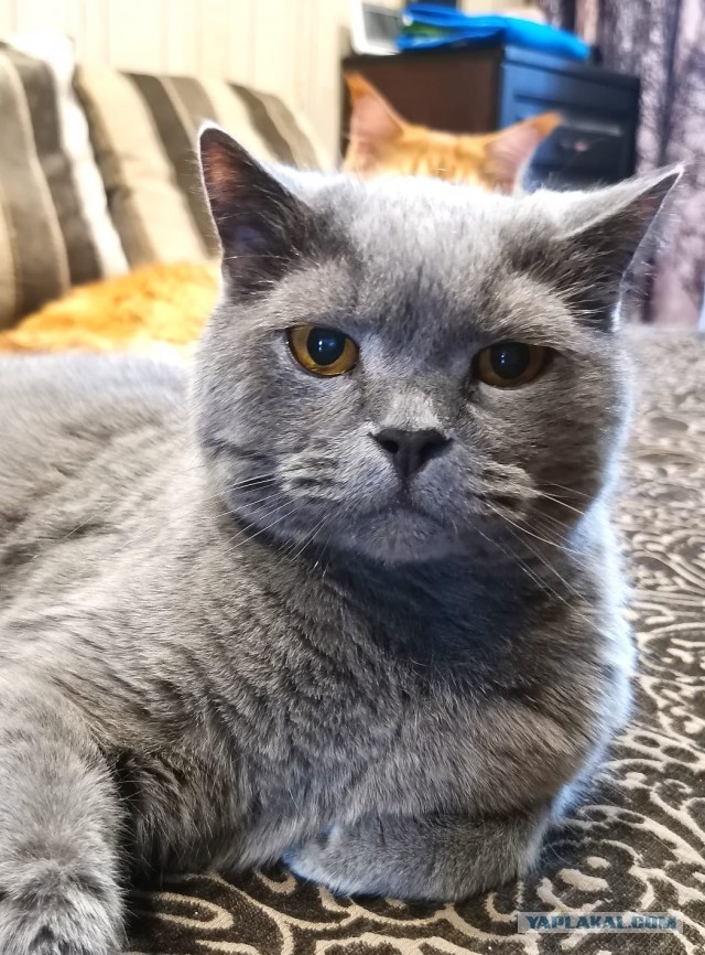 Ура! Котовторник.