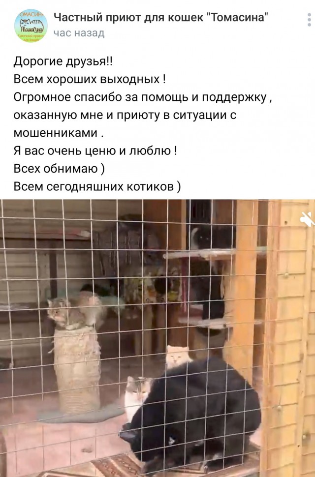 Мошенники обманули приюты для животных