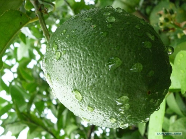 Абхазия там где....