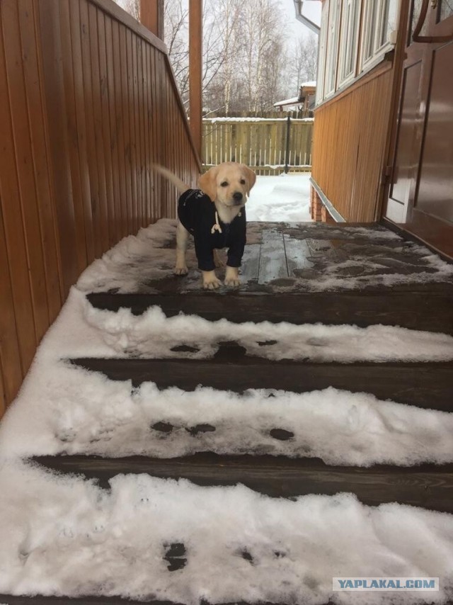 Начинаем собакочетверг!