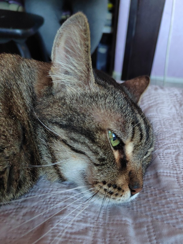 Кот Филимон
