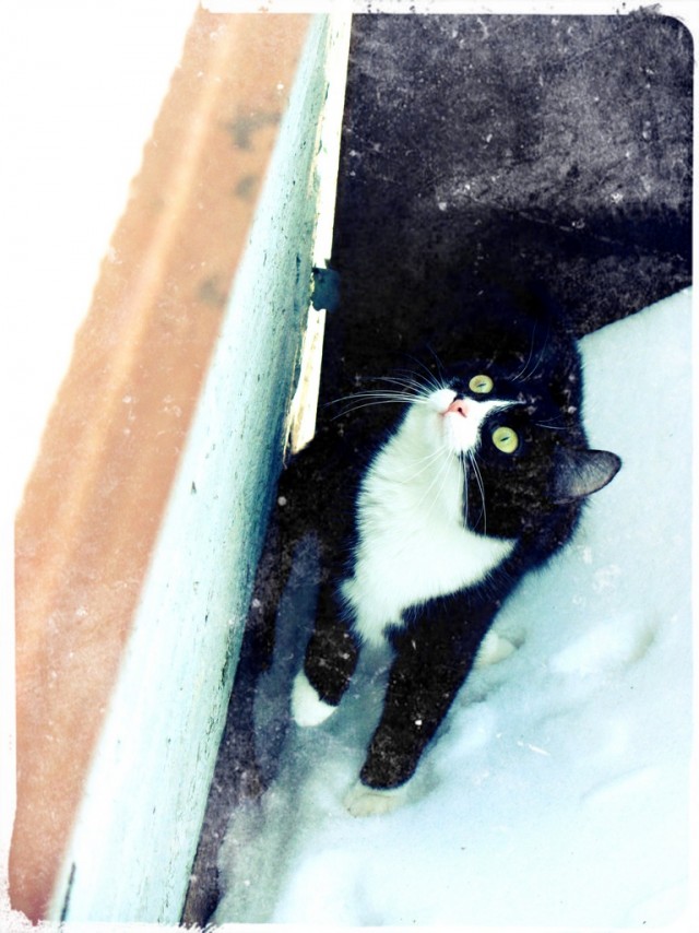 Котовторник 16.04.2013