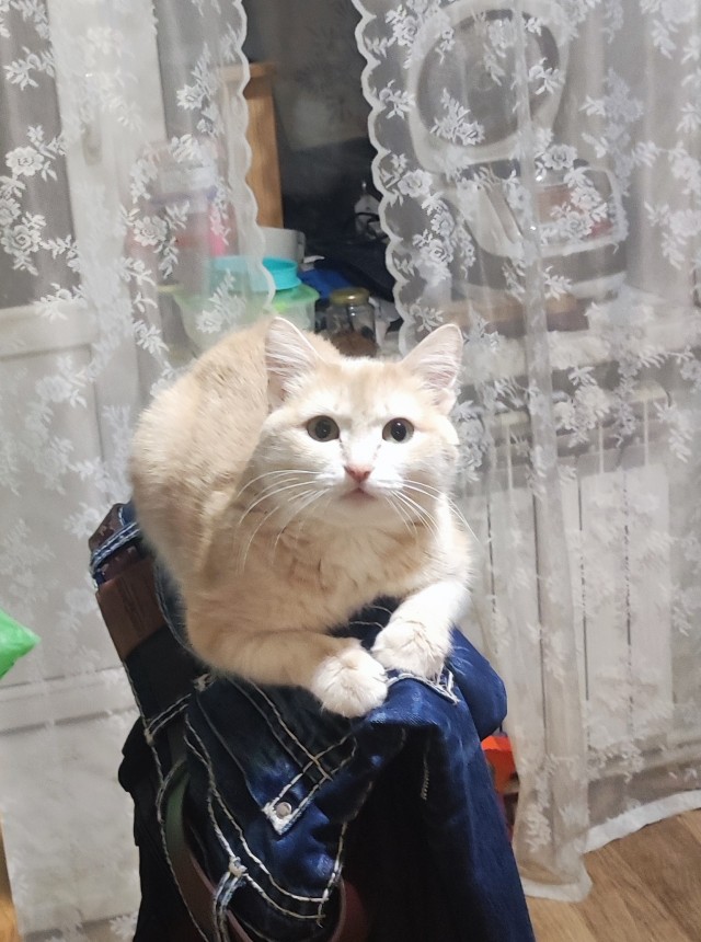 Котовторник! 16+ Коллеги-рабы, отмечаемся, у кого хозяину много лет!