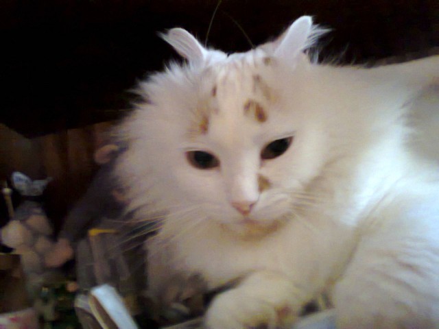 Котовторник 16.04.2013