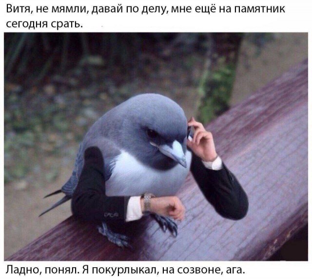 Пикчи-юморески