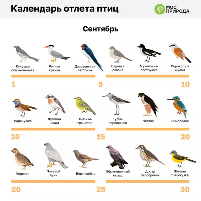 Весёлый полтишок 29.08.23