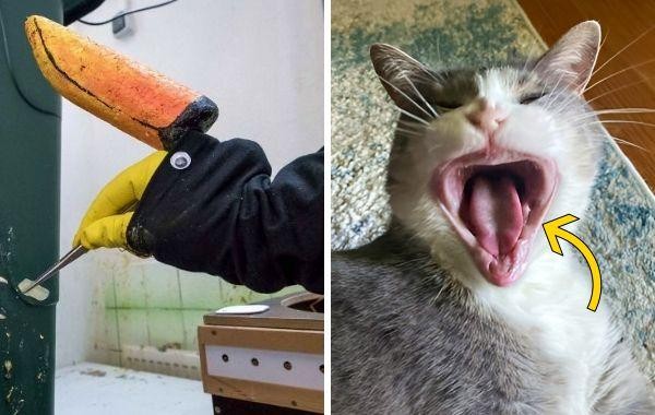 16 увлекательных фото редко встречающихся вещей, которые делают мир ещё более интересным местом