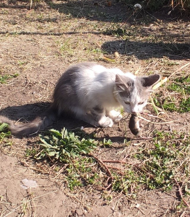 У нас появился кот
