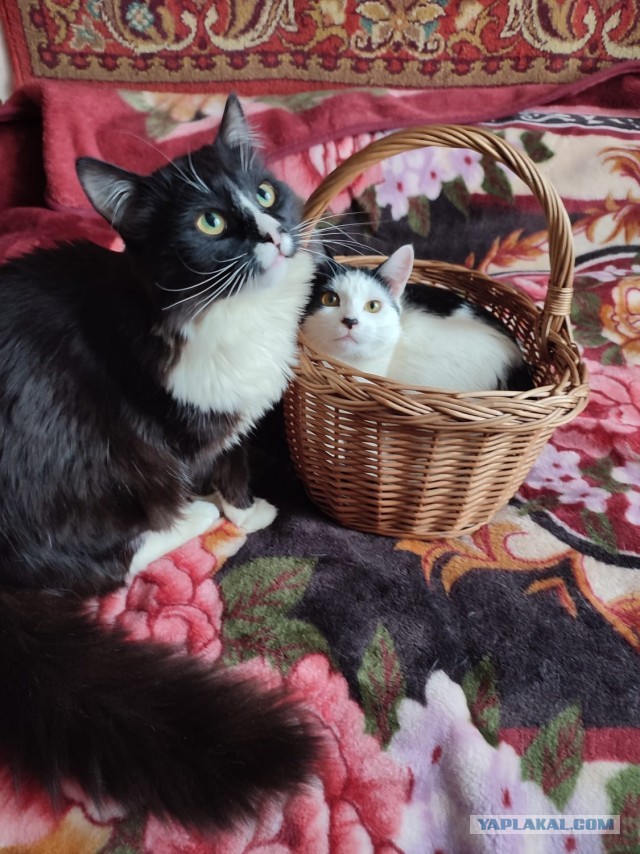 Котовторник уже пришёл?