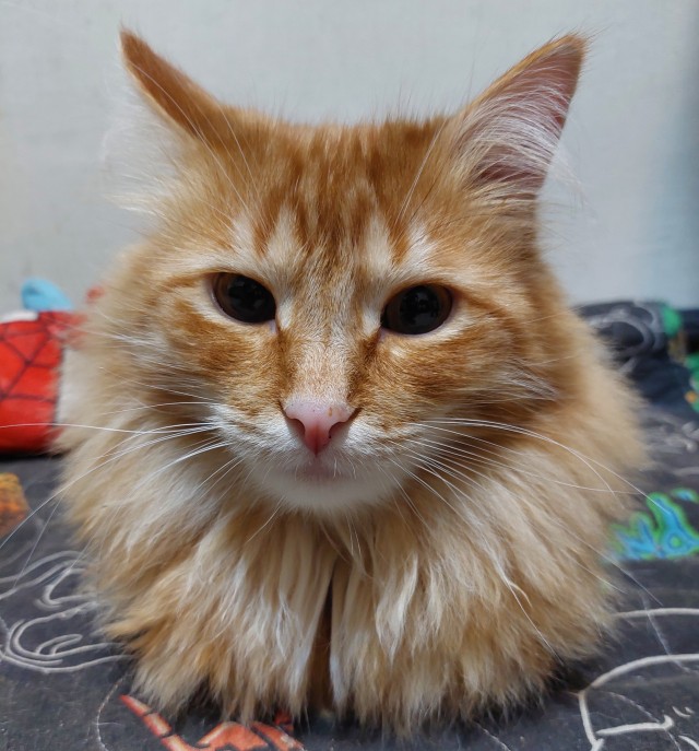 Всех с котовторником