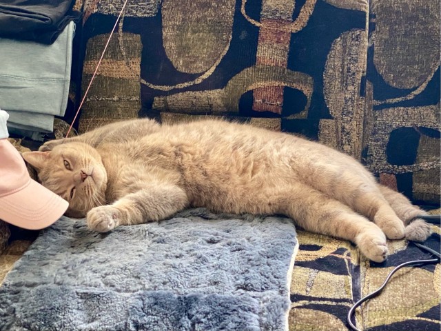 Котовторник в картинках