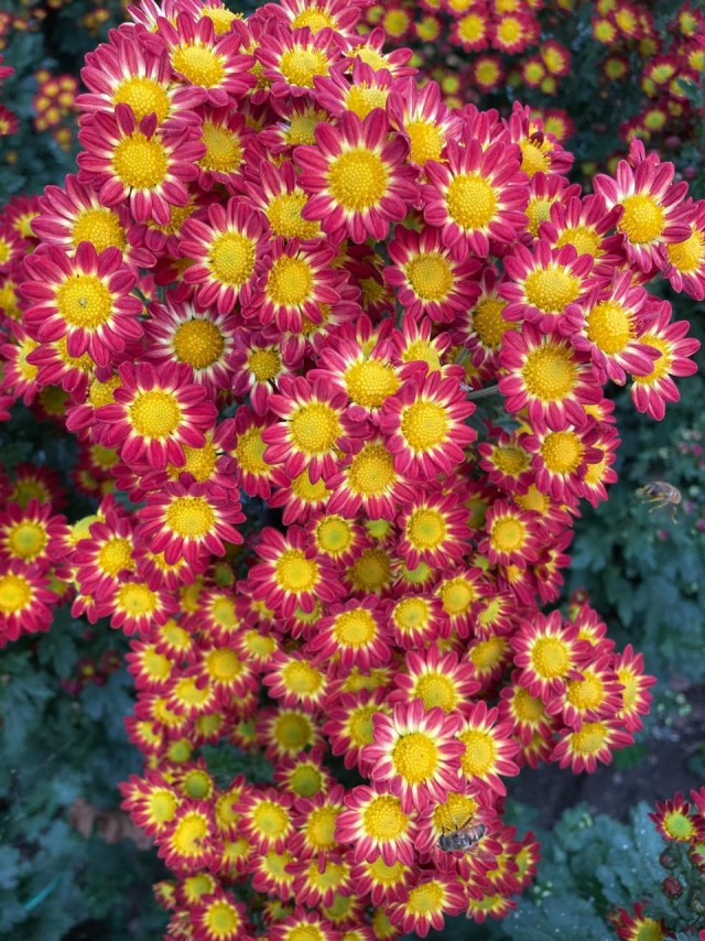 Цветочки с Никиты