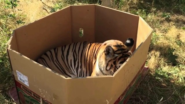 Гостья с кисточками заглянула к жителям села Старосубхангулово в Башкирии