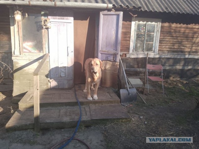 Жизнь домашнего приюта для котеек 536