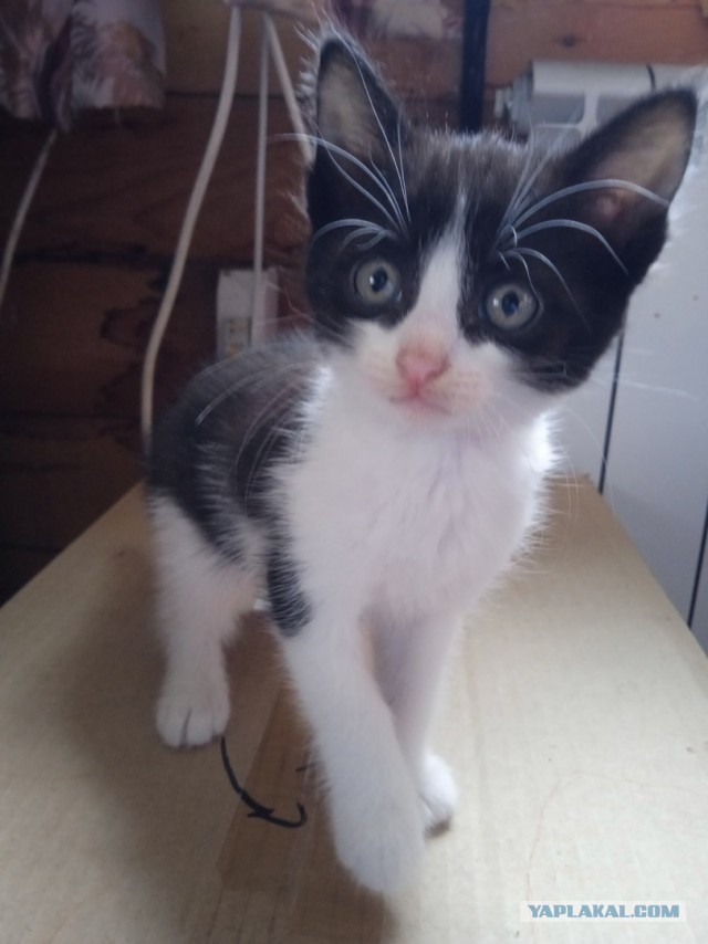 Котопаралич 1 степени