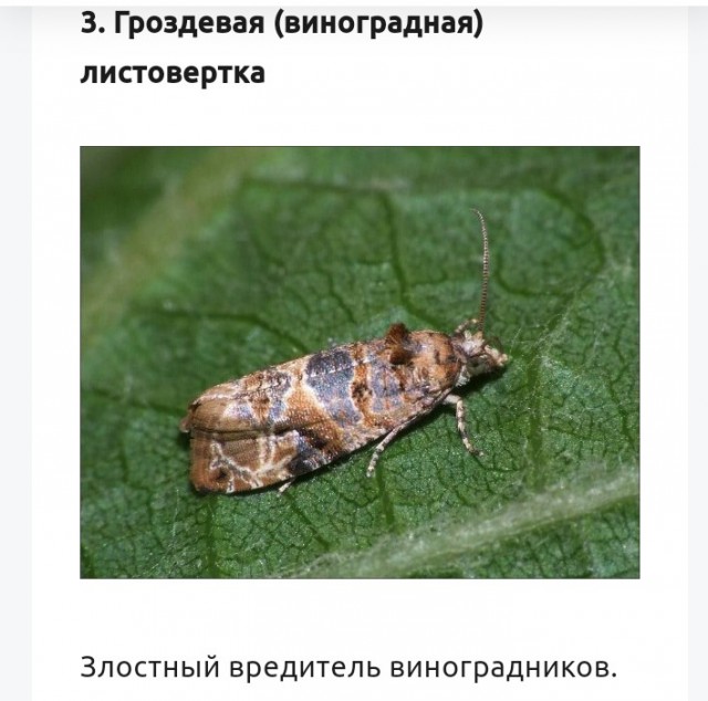 Самые опасные бабочки