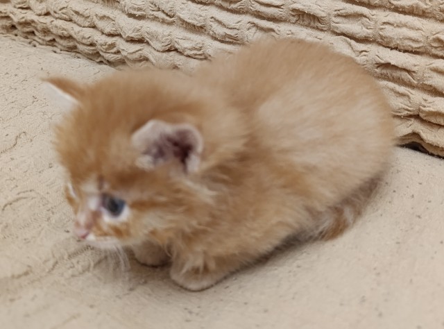 Принимайте в ряды которабов