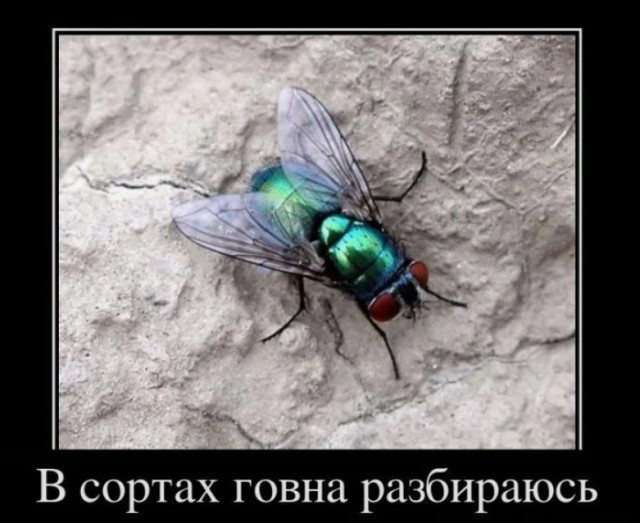 Когда технологии столкнулись со старшей по подъезду