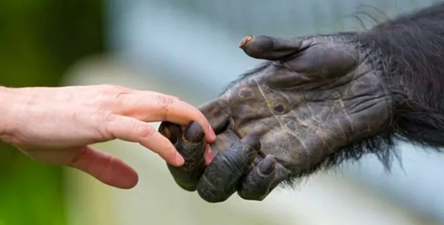 У людей и шимпанзе 99% общей ДНК