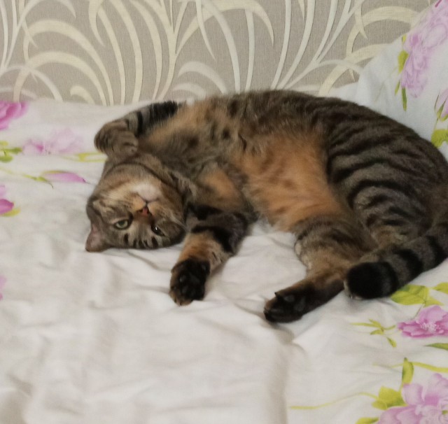 Котовторник?
