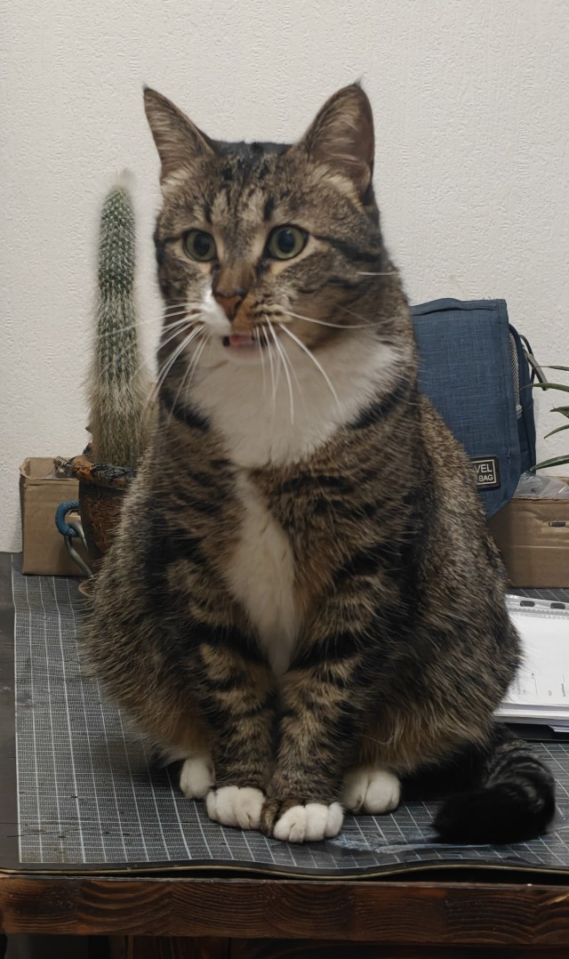 К Котовторнику !