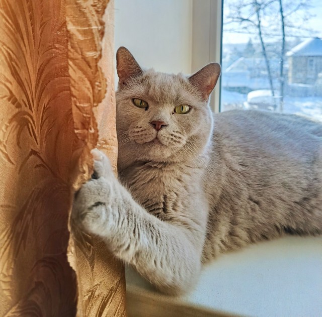 А котовторник уже пришёл?