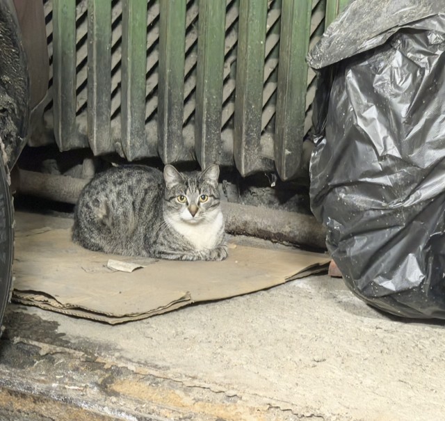 А котовторник уже пришёл?