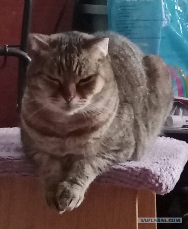 Котовторник. Начало