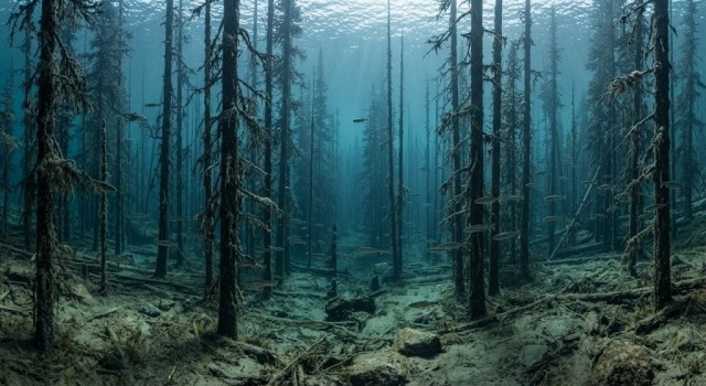Ученые опустили 1500 елей на дно озера: через три года под водой произошли удивительные изменения