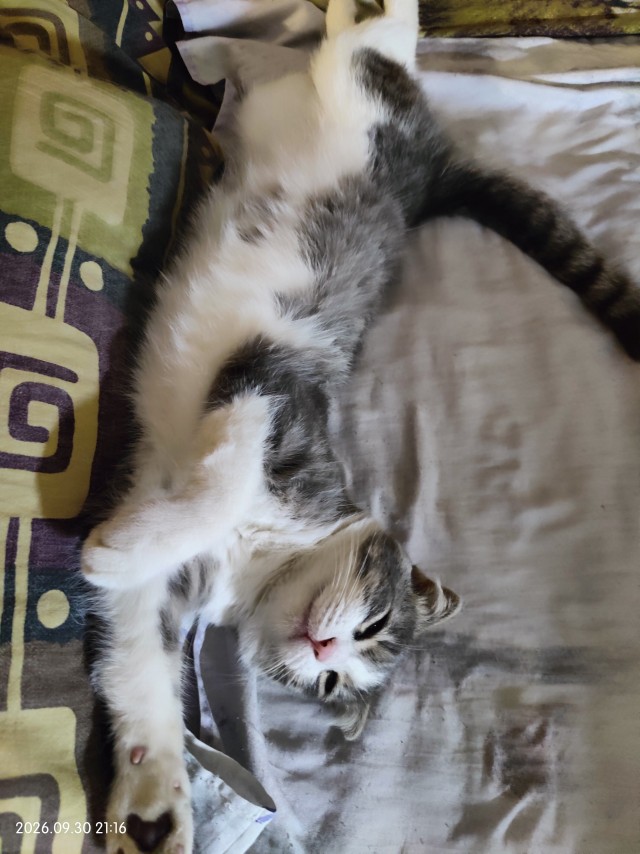 К-котовторник