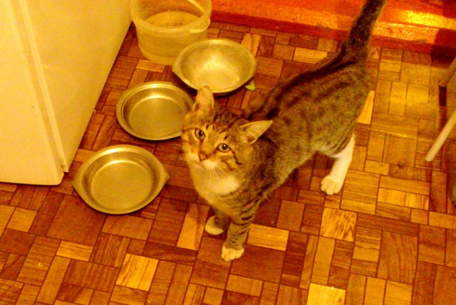 Котовторник 8.10.2013